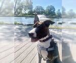 Small #4 American Pit Bull Terrier-Mountain Cur Mix