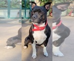 Small Photo #8 Staffordshire Bull Terrier Puppy For Sale in HUMBLE, TX, USA