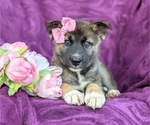 Small Photo #6 Labrador Retriever-Siberian Husky Mix Puppy For Sale in LINCOLN UNIV, PA, USA