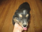Small Photo #1 Australian Shepherd Puppy For Sale in COTOPAXI, CO, USA