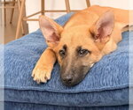Small #1 German Shepherd Dog