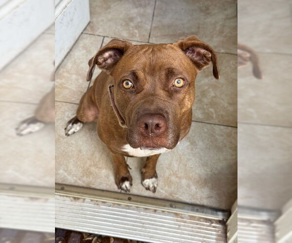 Medium Photo #3 American Pit Bull Terrier-Unknown Mix Puppy For Sale in Chandler, AZ, USA