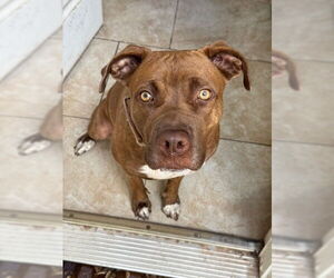 BLANCHE - Female American Pit Bull Terrier-Unknown Mix Dog for Adoption - Photo #3
