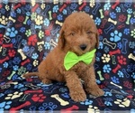 Small Photo #3 Goldendoodle (Miniature) Puppy For Sale in LAKELAND, FL, USA