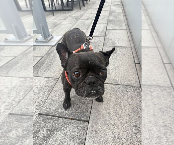 Medium Photo #5 French Bulldog Puppy For Sale in Brights Grove, Ontario, Canada