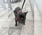 Small #4 French Bulldog