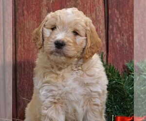 Goldendoodle-Poodle (Miniature) Mix Puppy for sale in CLARK, WI, USA