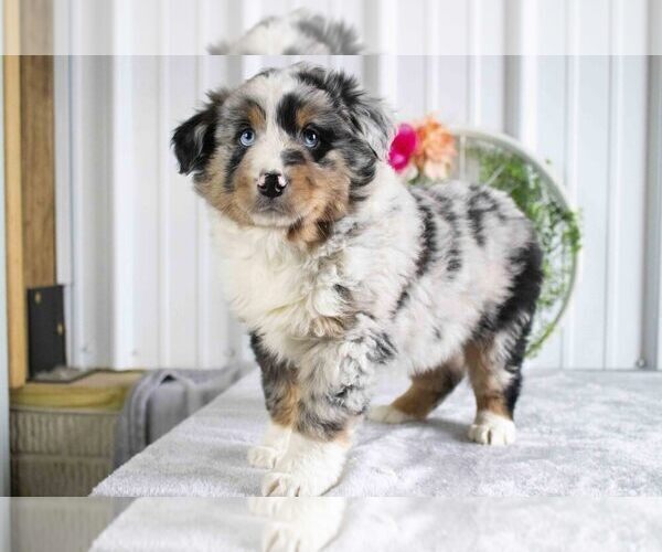 Medium Photo #1 Miniature Australian Shepherd Puppy For Sale in FREDERICKSBURG, OH, USA