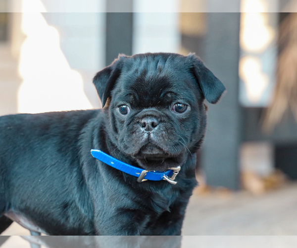 Medium Photo #3 Jug-Pug Mix Puppy For Sale in LIBERTY, KY, USA