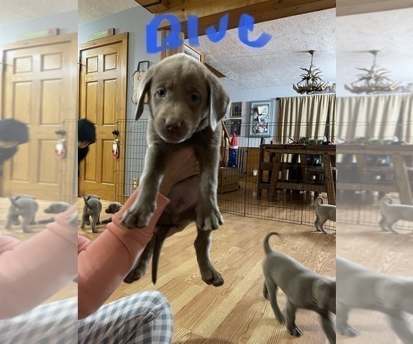 Medium Photo #4 Labrador Retriever Puppy For Sale in LINDEN, MI, USA