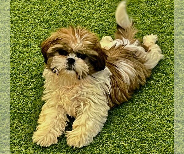 Medium Photo #1 Shih Tzu Puppy For Sale in BERKLEY, MI, USA
