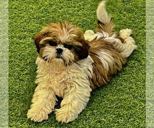 Shih Tzu Puppy for sale in BERKLEY, MI, USA
