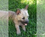 Small #10 Cairn Terrier