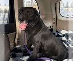 Small #4 Labrador Retriever Mix