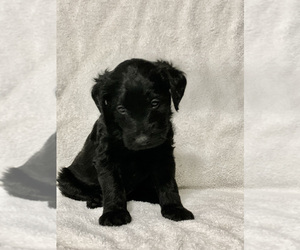 Labradoodle Puppy for sale in QUEEN CREEK, AZ, USA
