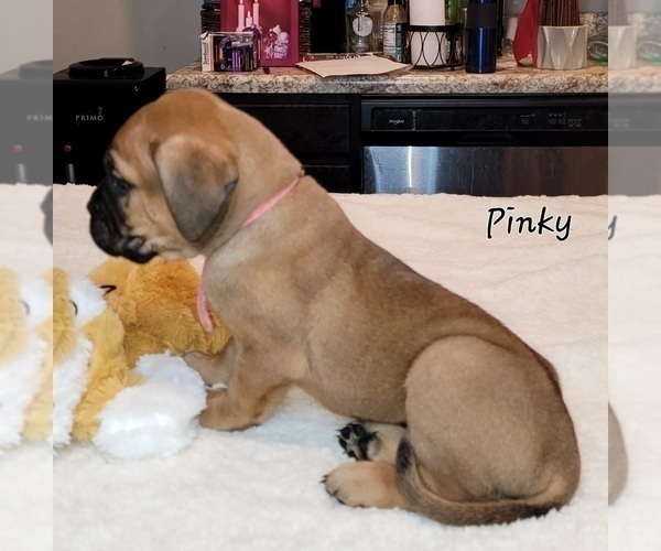 Medium Photo #1 Bullmastiff Puppy For Sale in BLACKLICK, OH, USA