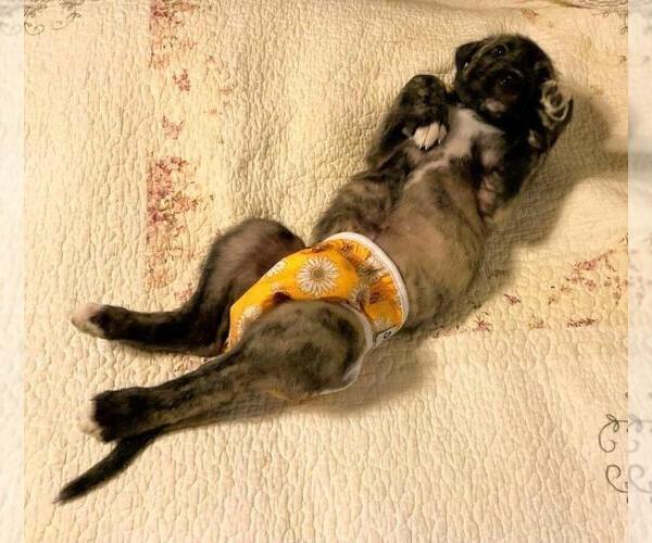 Medium Photo #5 Irish Wolfhound Puppy For Sale in BERESFORD, SD, USA