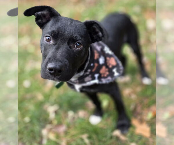 Medium Photo #4 Labrador Retriever-Unknown Mix Puppy For Sale in Clarkston, MI, USA