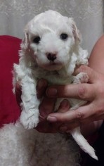 Bichpoo Puppy for sale in OAKLEY, CA, USA
