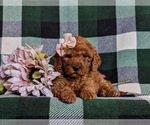 Small Photo #6 Miniature Labradoodle Puppy For Sale in OXFORD, PA, USA