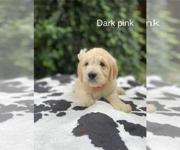 Medium Photo #5 Goldendoodle Puppy For Sale in HONEY GROVE, PA, USA