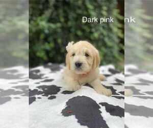 Medium Goldendoodle