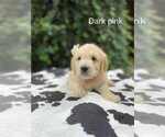 Puppy Puppy 4 gracie Goldendoodle