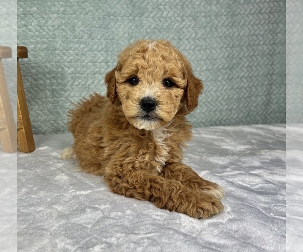 Medium Photo #4 Goldendoodle (Miniature) Puppy For Sale in FRANKLIN, IN, USA