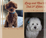 Small #16 Goldendoodle-Poodle (Toy) Mix