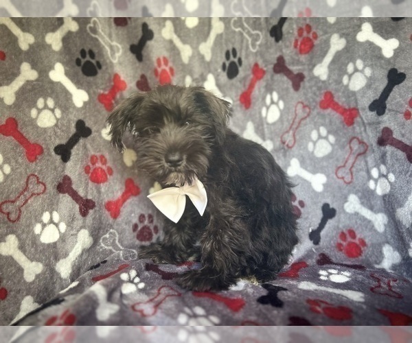 Medium Photo #10 Schnauzer (Miniature) Puppy For Sale in LAKELAND, FL, USA