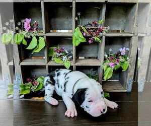 Great Dane Puppy for sale in SEYMOUR, TN, USA