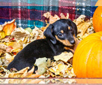 Puppy Roger Dachshund