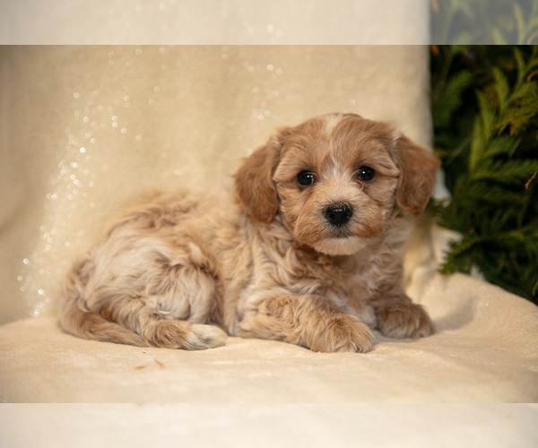 Medium Photo #8 Bichpoo Puppy For Sale in LEOLA, PA, USA