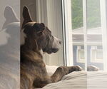 Small #16 American Pit Bull Terrier-Mountain Cur Mix