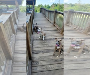 Mutt Dogs for adoption in Stratham, NH, USA