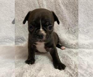 French Bulldog Puppy for sale in JOHNS ISLAND, SC, USA