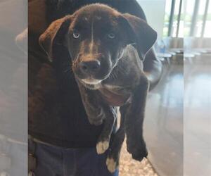 Huskies -Labrador Retriever Mix Dogs for adoption in Houston, TX, USA