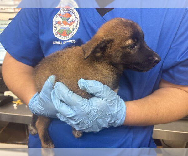 Medium Photo #1 German Shepherd Dog-Unknown Mix Puppy For Sale in San Bernardino, CA, USA
