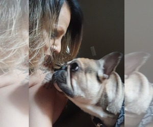 French Bulldog Puppy for sale in VANCOUVER, WA, USA