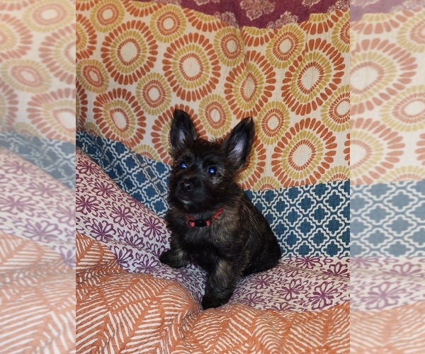 Medium Photo #1 Cairn Terrier Puppy For Sale in METHUEN, MA, USA
