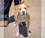 Small #3 American Staffordshire Terrier-Boxer Mix