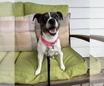 Small #10 Jack Russell Terrier Mix