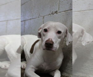 Mutt Dogs for adoption in El Centro, CA, USA