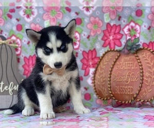 Pomsky Puppy for sale in LANCASTER, PA, USA