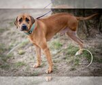 Small Photo #3 Black Mouth Cur-Rhodesian Ridgeback Mix Puppy For Sale in Brewster, NY, USA