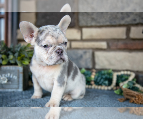 Medium Photo #2 French Bulldog Puppy For Sale in SUGARCREEK, OH, USA