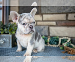 Small #1 French Bulldog