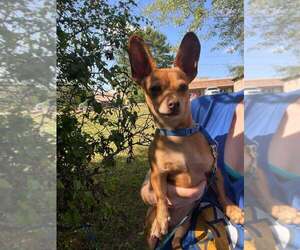 Itzel - Female Mutt Dog for Adoption - Photo #4