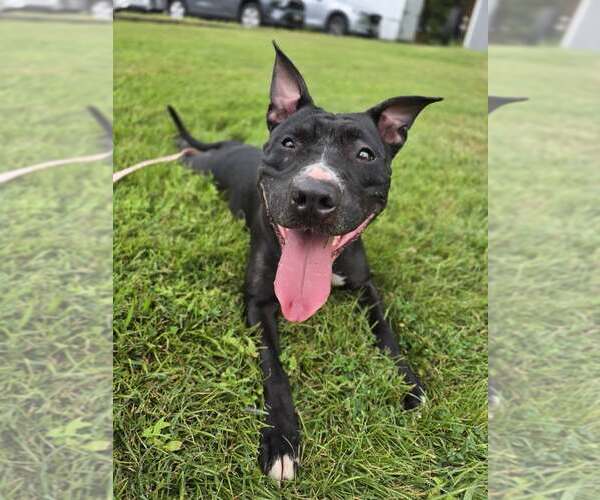Medium Photo #4 American Pit Bull Terrier-Unknown Mix Puppy For Sale in Millersville, MD, USA