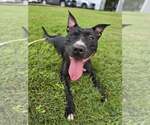 Small #3 American Pit Bull Terrier Mix